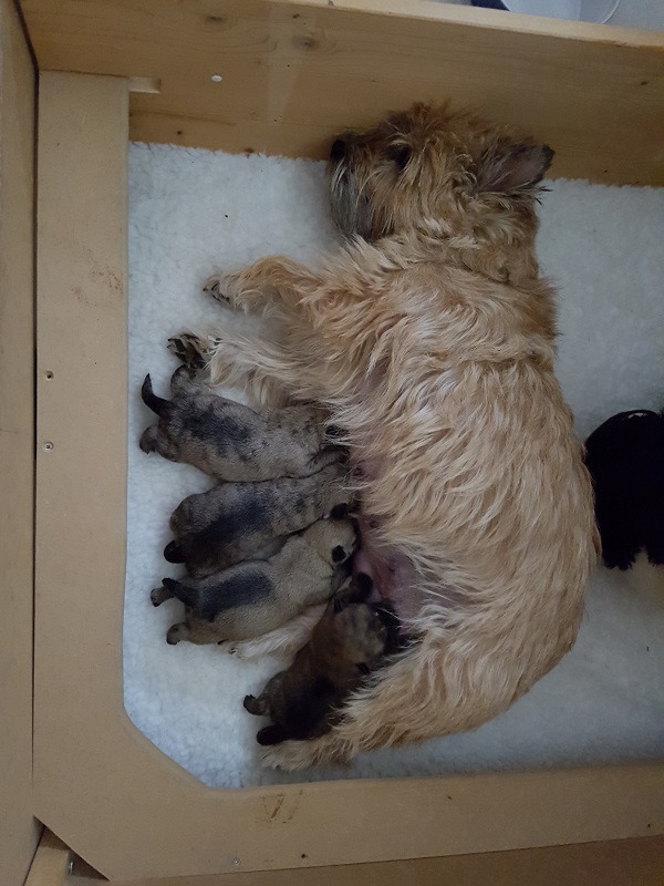 Etta med alle 4