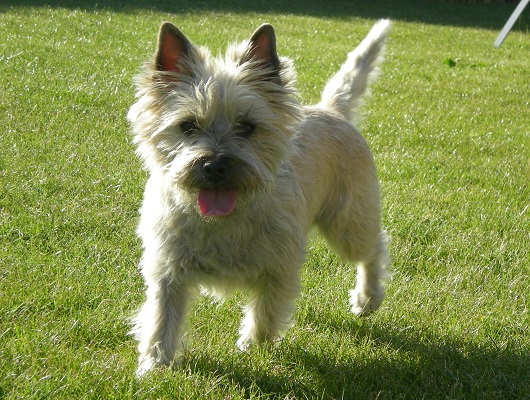 Sasja 1½ år