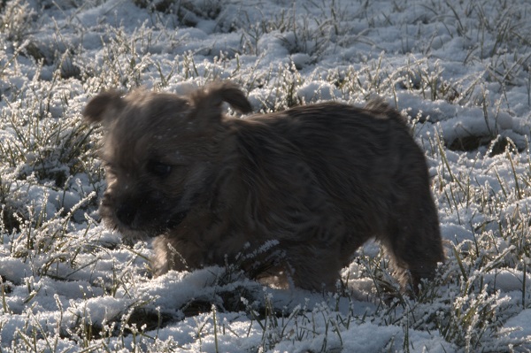 etta i sneen