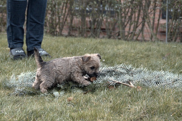 havevandring 1